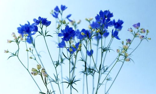 文學藝術創(chuàng)作和科學研究離不開審美聯(lián)想和審美想象