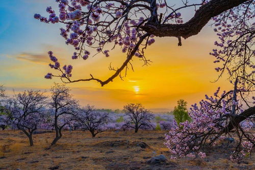 春暖花開,相約幸 杏 福 百里杏花廊道原創(chuàng)文藝作品大賽獲獎作品展示 二